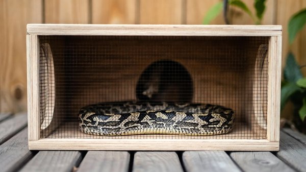 Comment aménager une cachette sécurisée pour un serpent des blés?