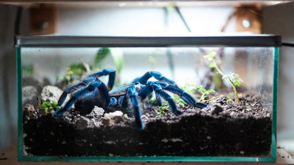 Comment aménager un terrarium pour une mygale bleue du Vietnam en respectant son biotope naturel?