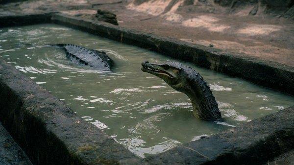 Quelle profondeur et quelle température pour le bassin d'un plésiosaure en captivité?