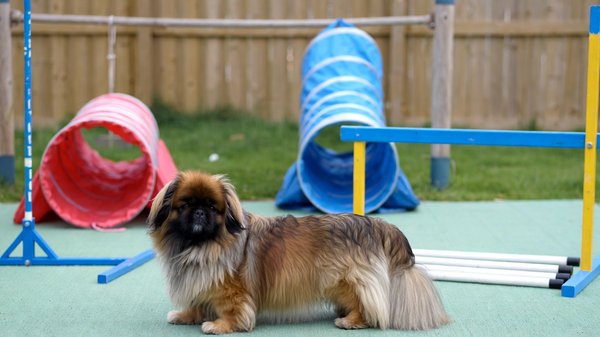 Quelle est la meilleure technique pour apprendre à un chien de race Épagneul Tibétain la propreté?