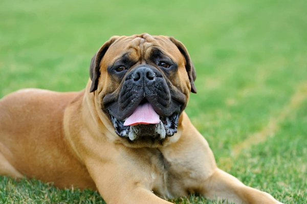 Comment gérer un chien de race Mastiff qui bave excessivement?