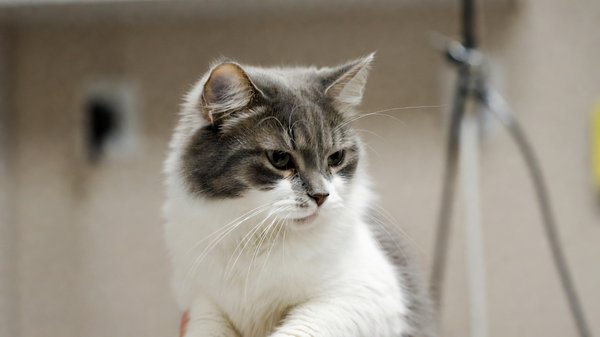 Comment préparer votre chat à sa première visite chez le vétérinaire ?