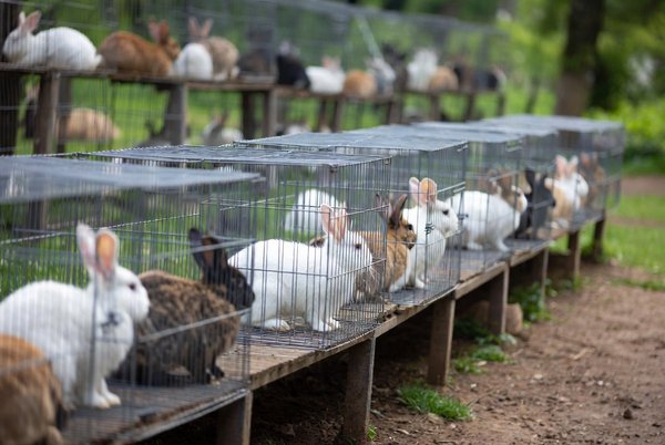 Top 5 cages à lapin pour un environnement épanouissant