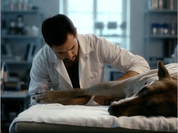 Comment devenir ostéopathe animalier : votre guide complet