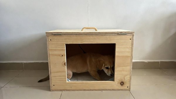 Litière chien maison : confort et praticité pour votre compagnon